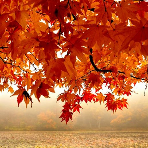 秋に広島でゆっくり紅葉を楽しみたい人にもオススメ