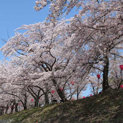 A great cherry blossom spot near Miyajima, Hiroshima to have bento-lunch in spring.