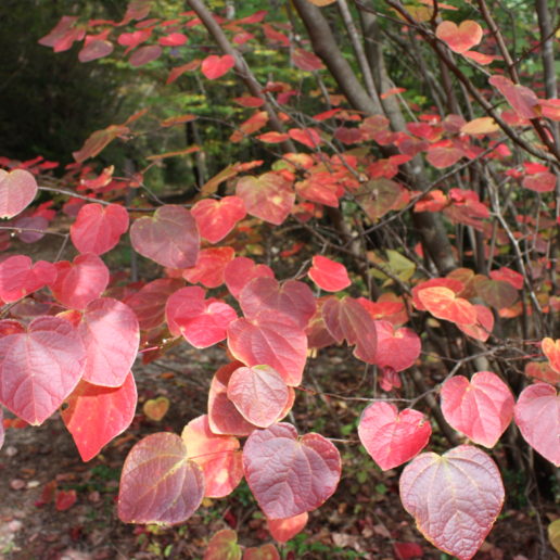 紅葉が美しいベニマンサク群落