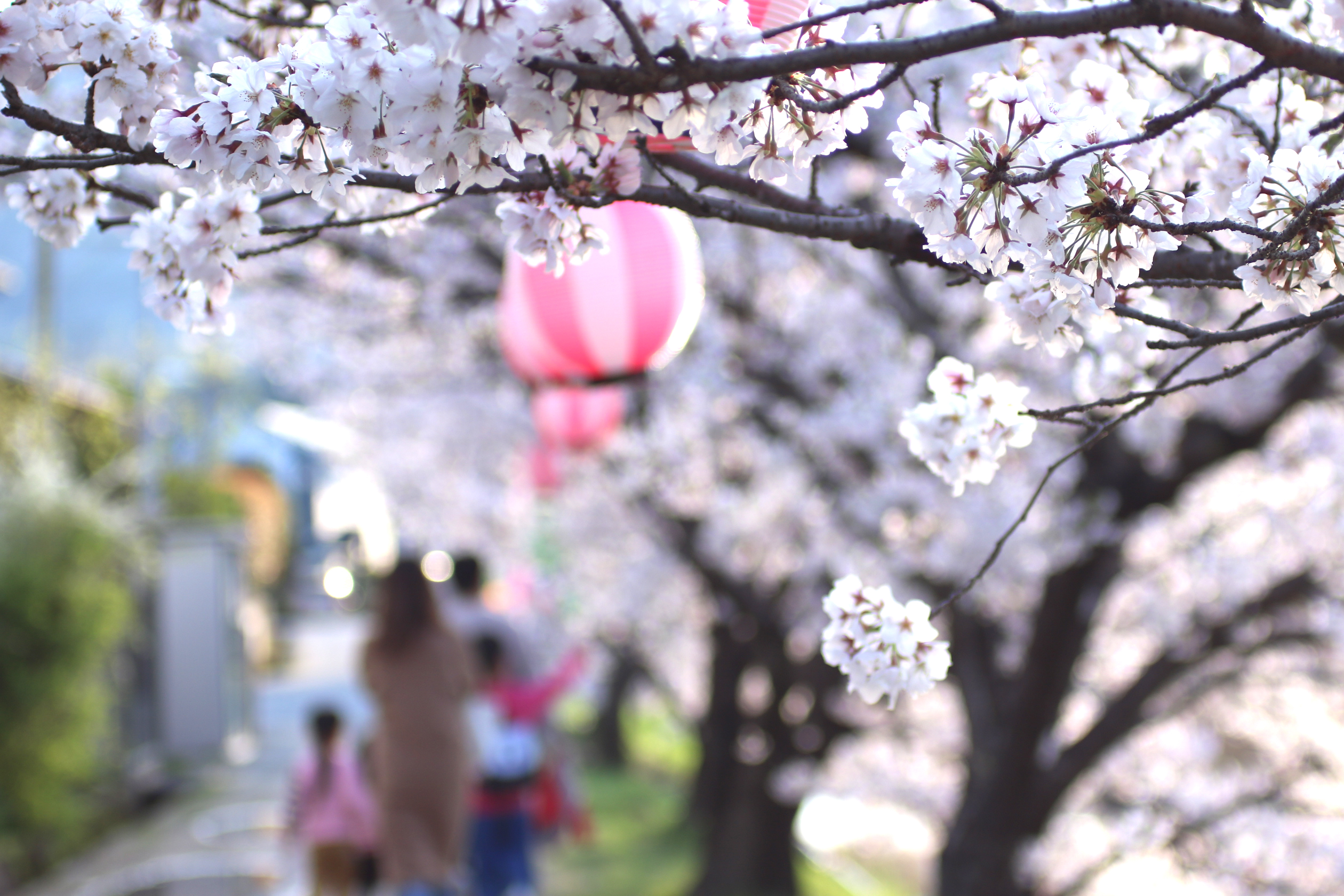 桜並木 中央区南4条西20～28 桜並木 | 一般財団法人さっぽろ産業振興財団