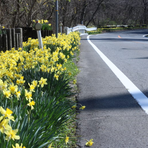 A beautiful road for driving with daffodils in springtime