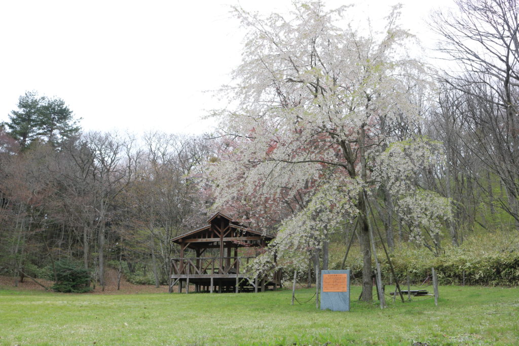 桜が楽しめる自然豊かな公園。子供とのお出かけにぴったりの観光スポット。