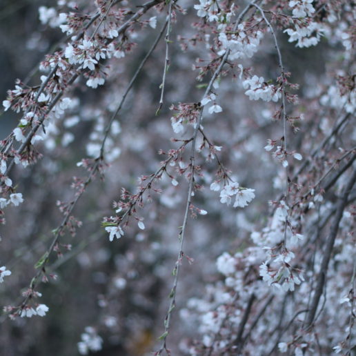 ゆっくりと桜が楽しめる　廿日市の桜名所