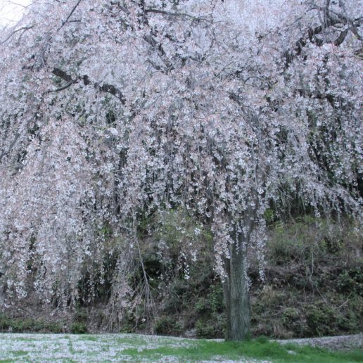 ゆっくりと桜が楽しめる　廿日市の桜名所