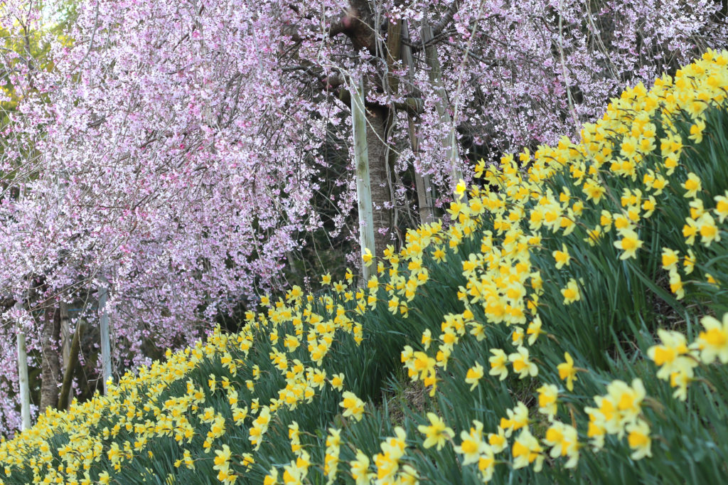 春の吉和は、桜と水仙を同時に楽しむことができる観光地